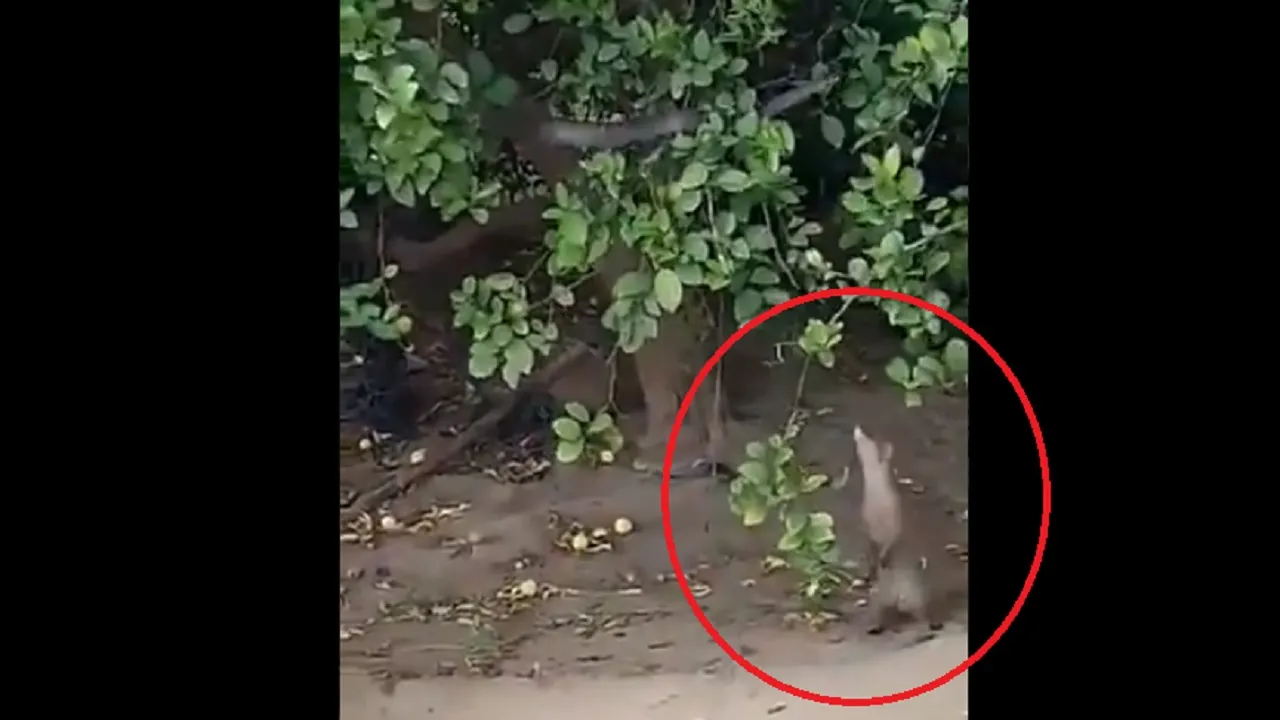 snake mongoose1