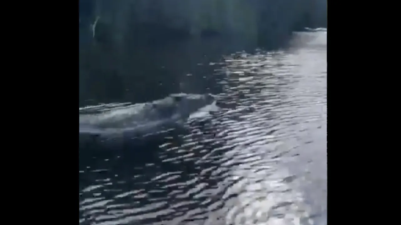 crocodile