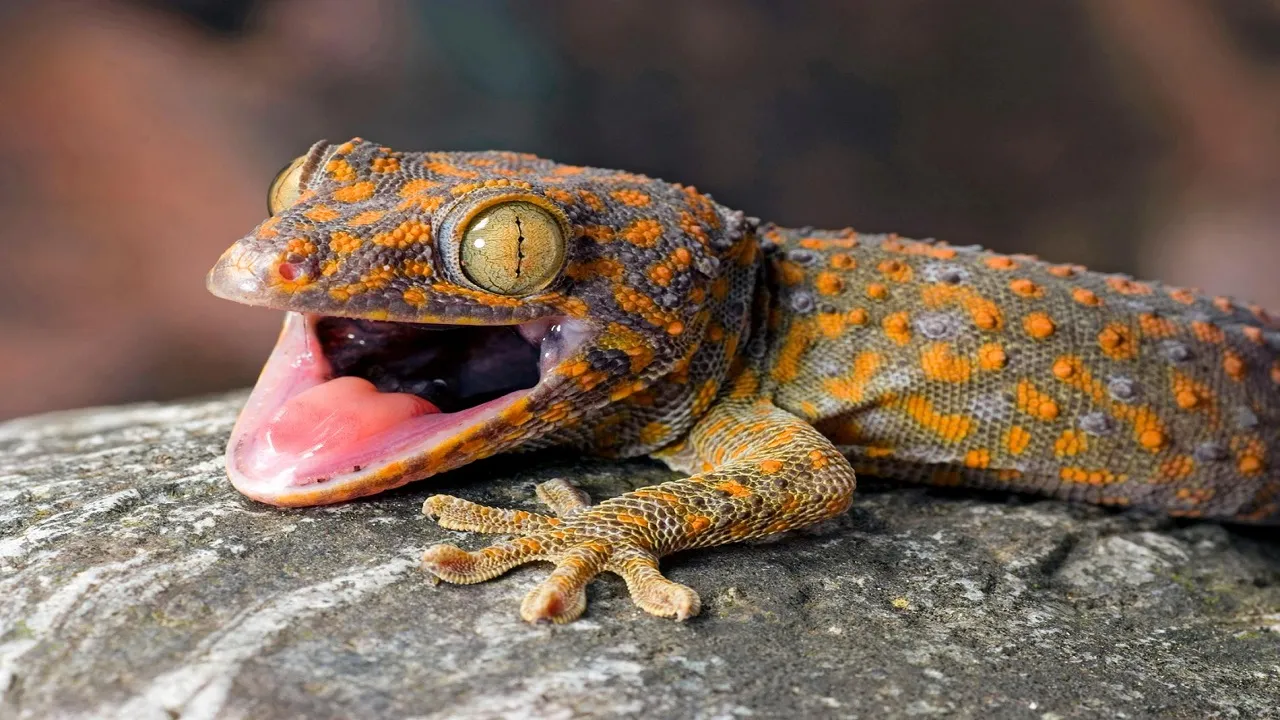 lizard