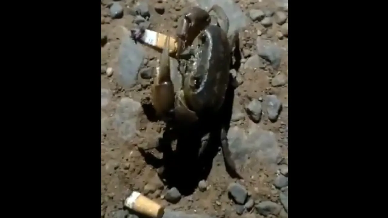 crab