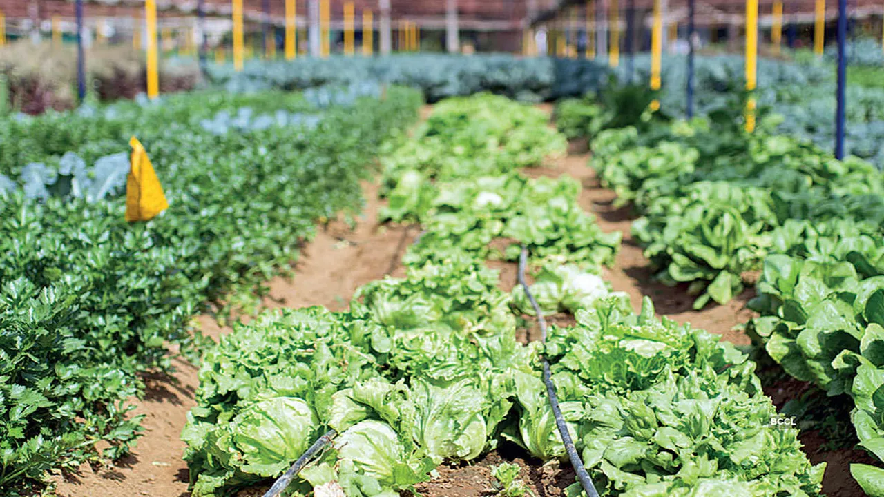 organic farming  1