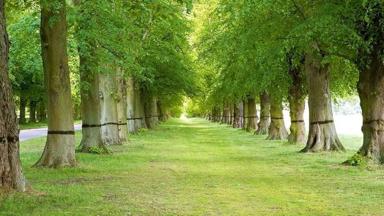 trees