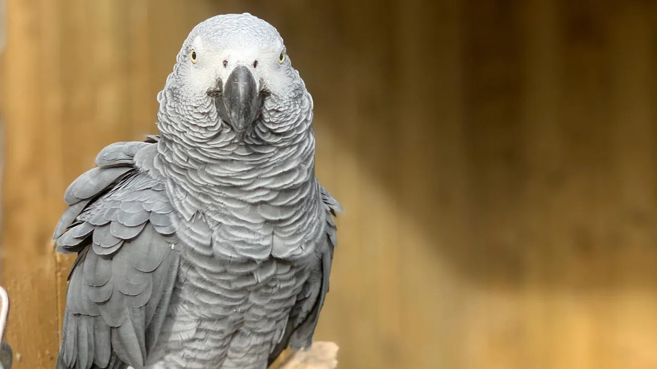 african parrot