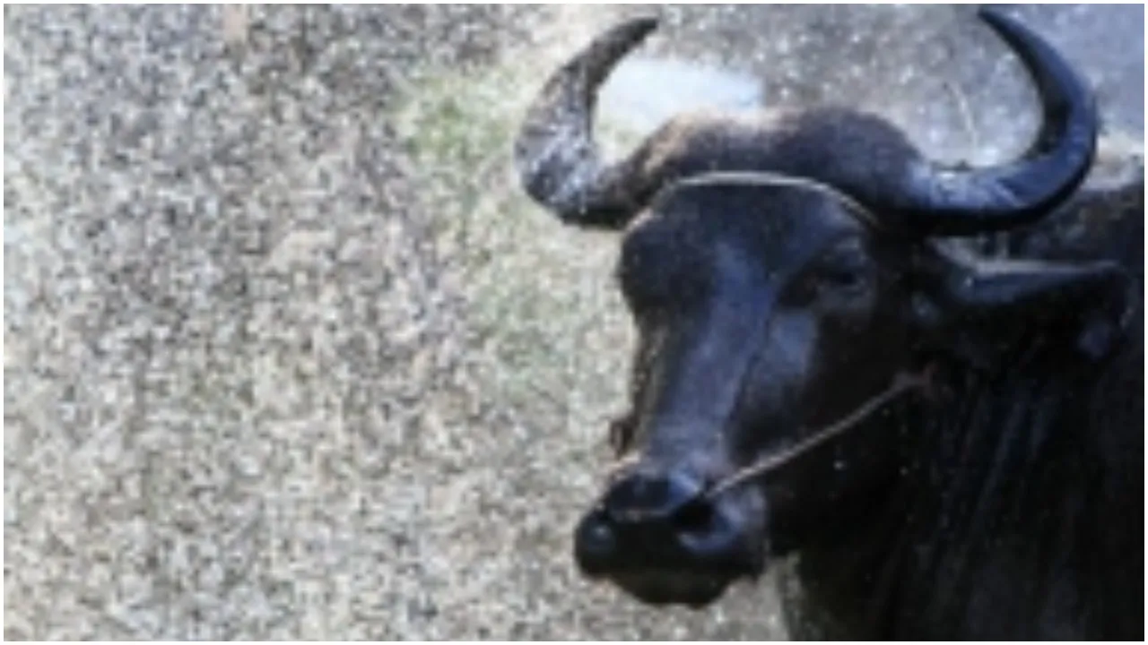 Buffalo solved the case of theft