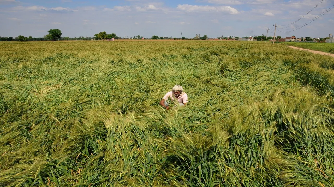farmer