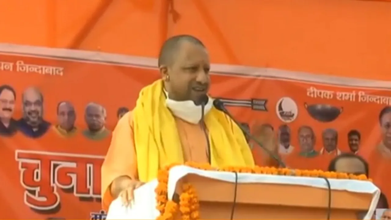 yogi