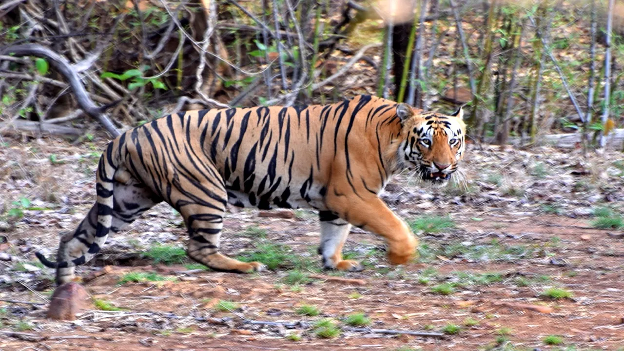 Dudhwa Tiger Reserve