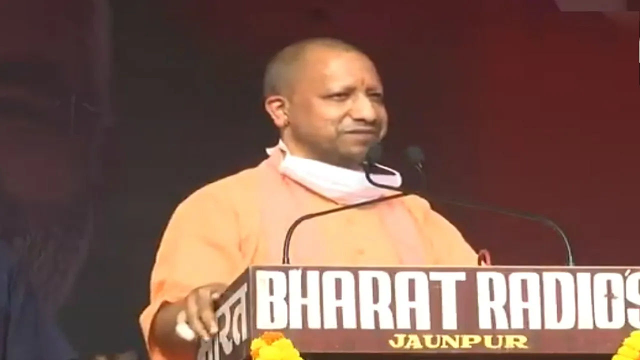 yogi