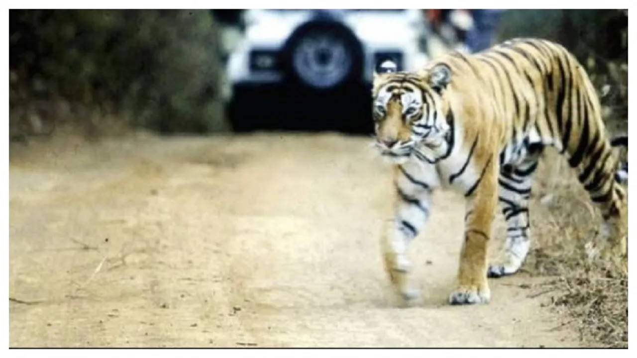 tiger