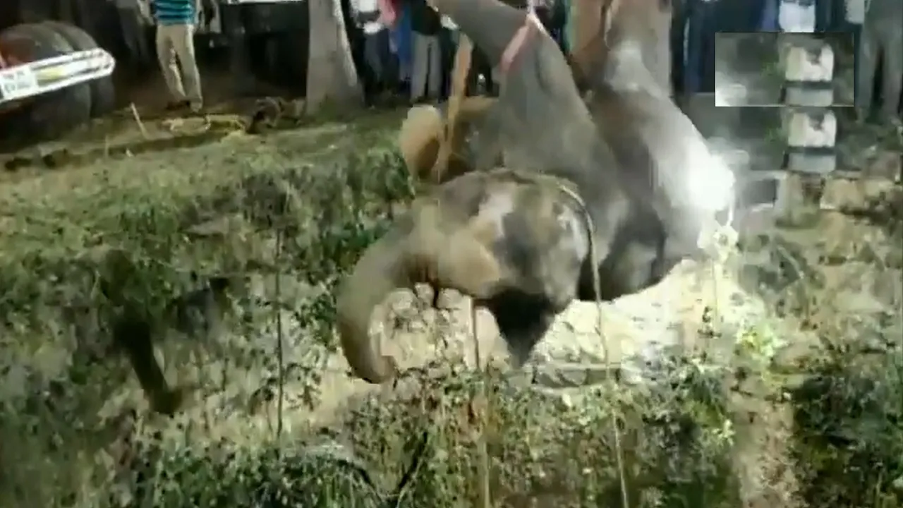 elephant rescue