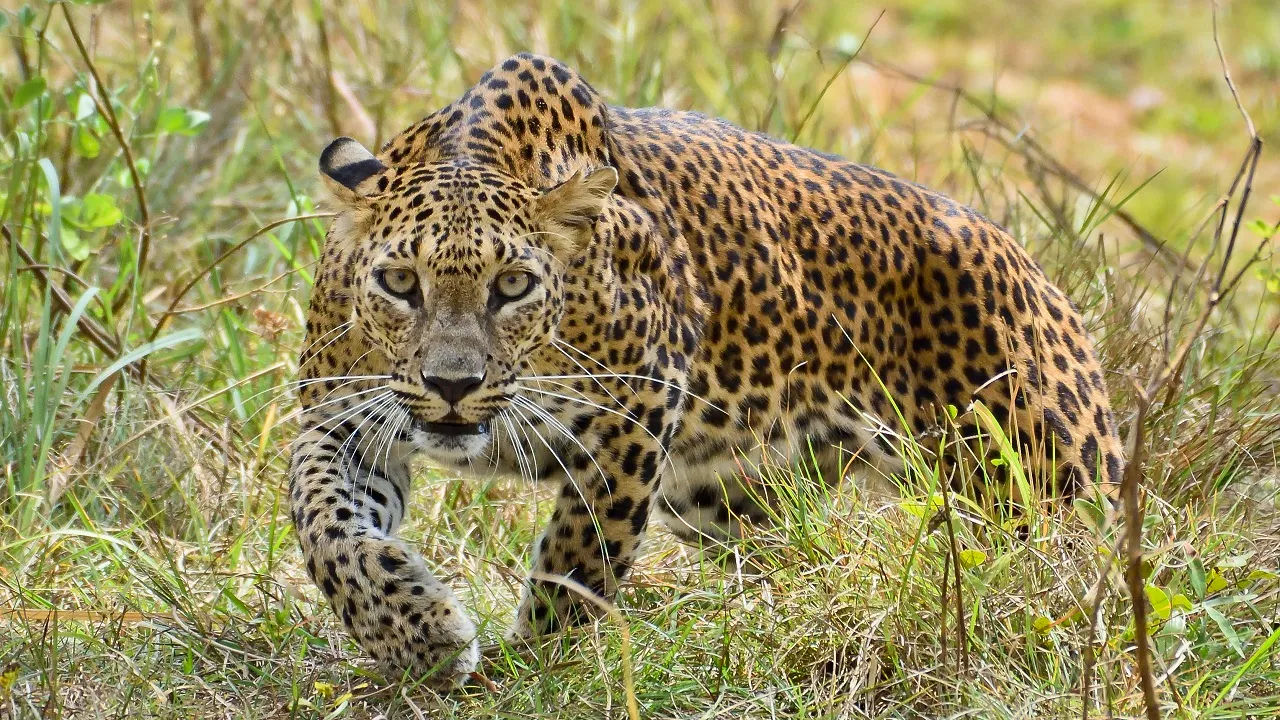 leopard wiki