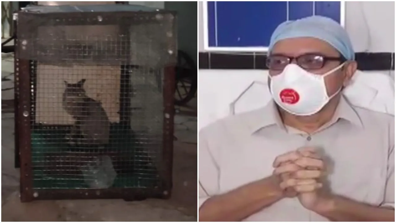 Cats Attack Elgin Hospital