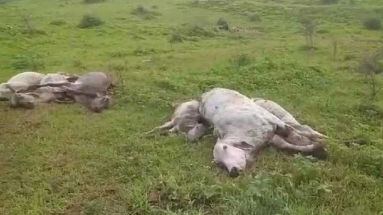 cow death