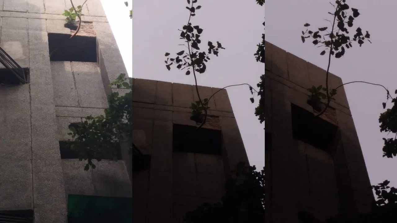 peepal tree on flat