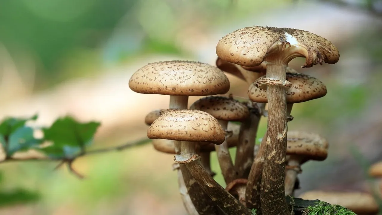 mushroom