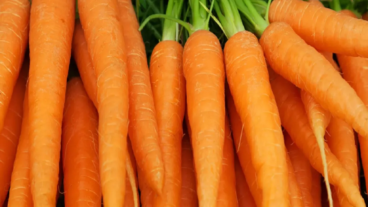 carrot