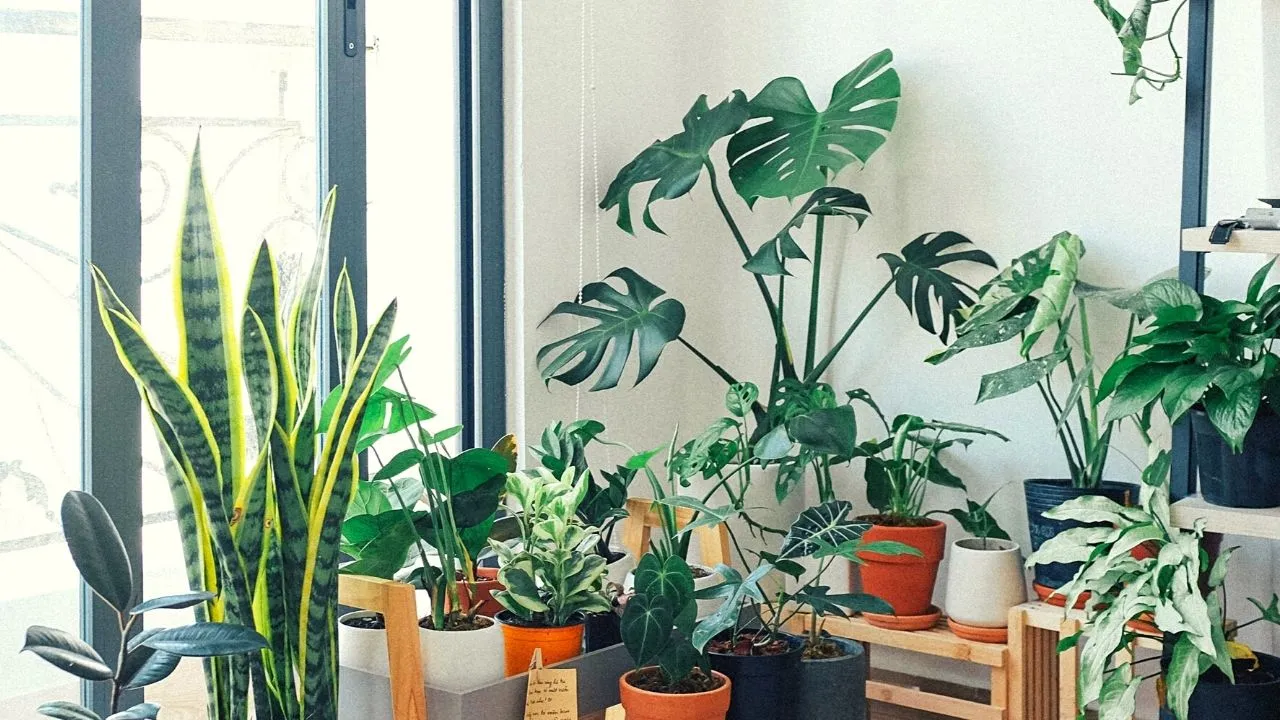 Indoor Plants