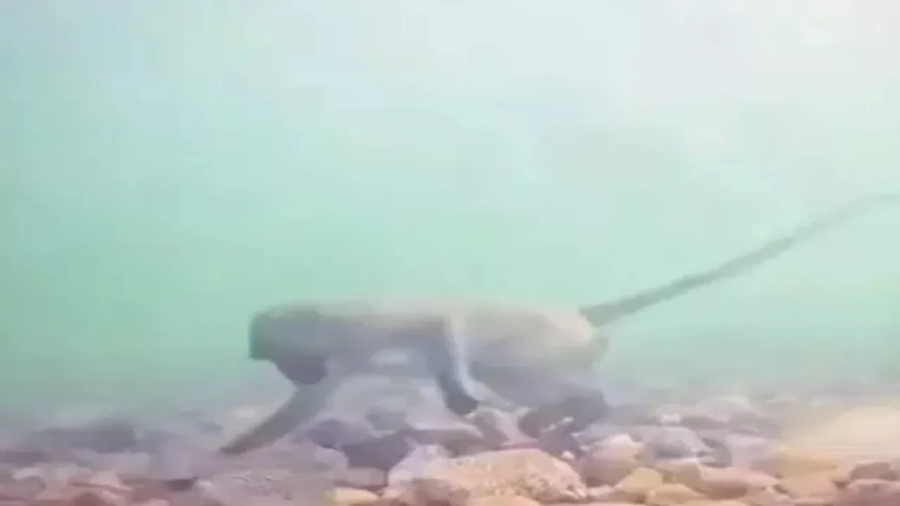 Monkey