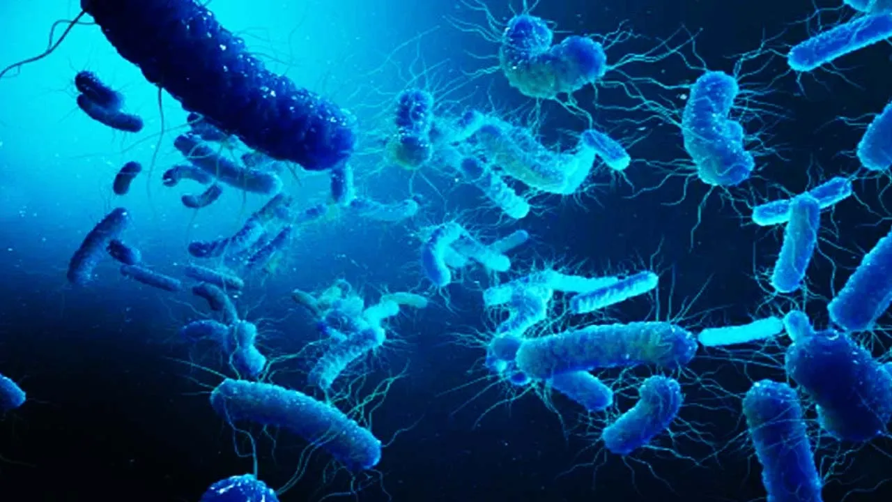 Cholera