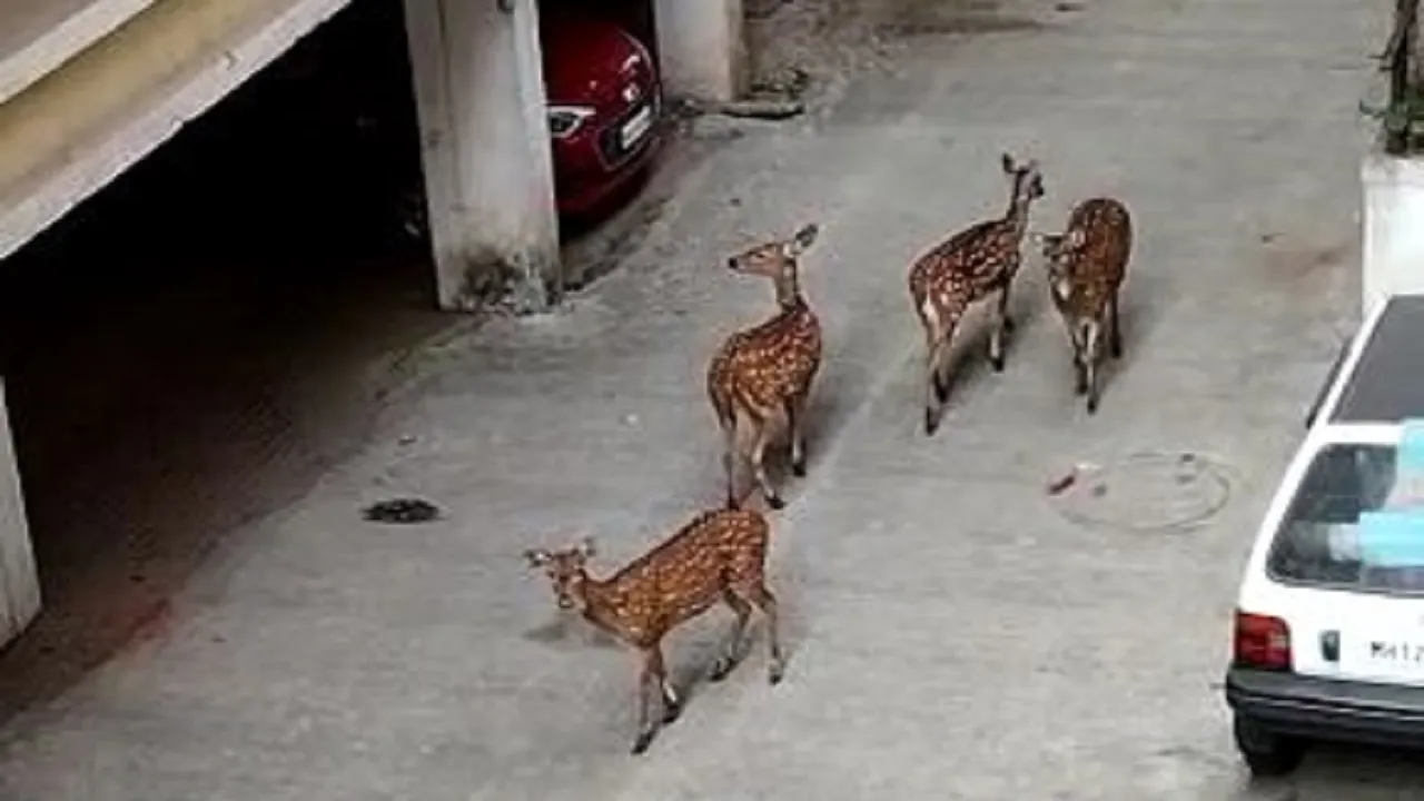 deer1