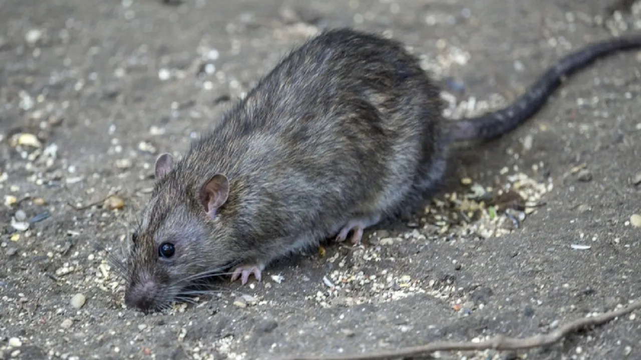 rat3