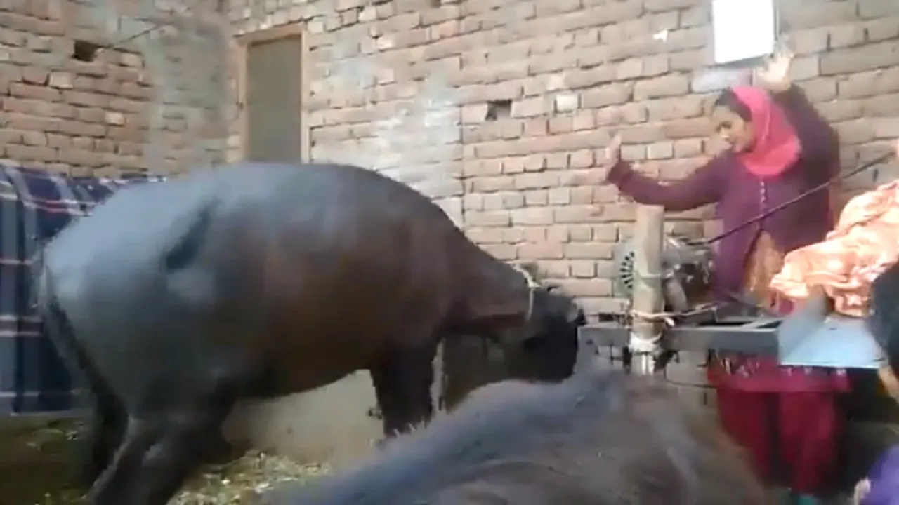 buffalo2