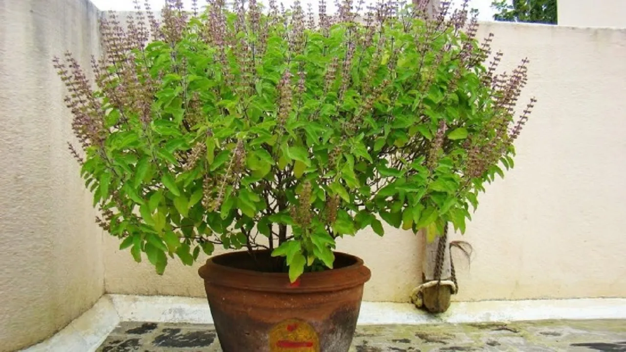 tulsi