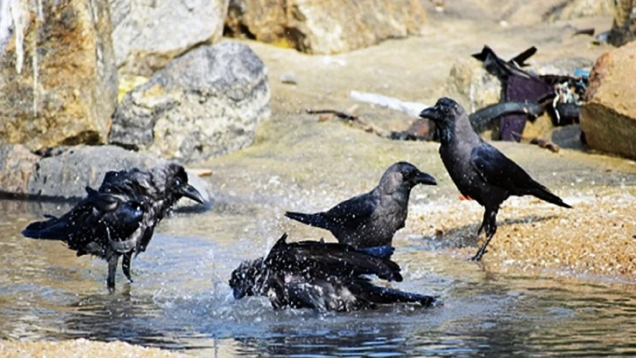 bird flu 5