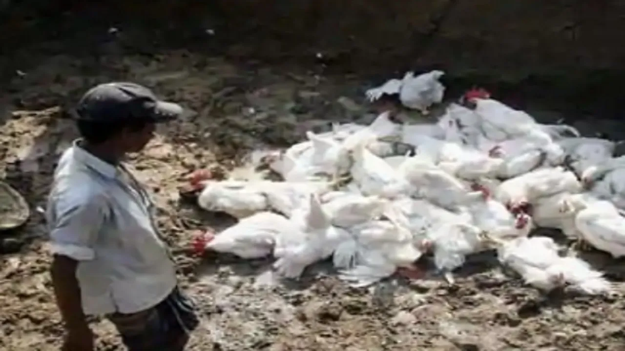 Bird Flu