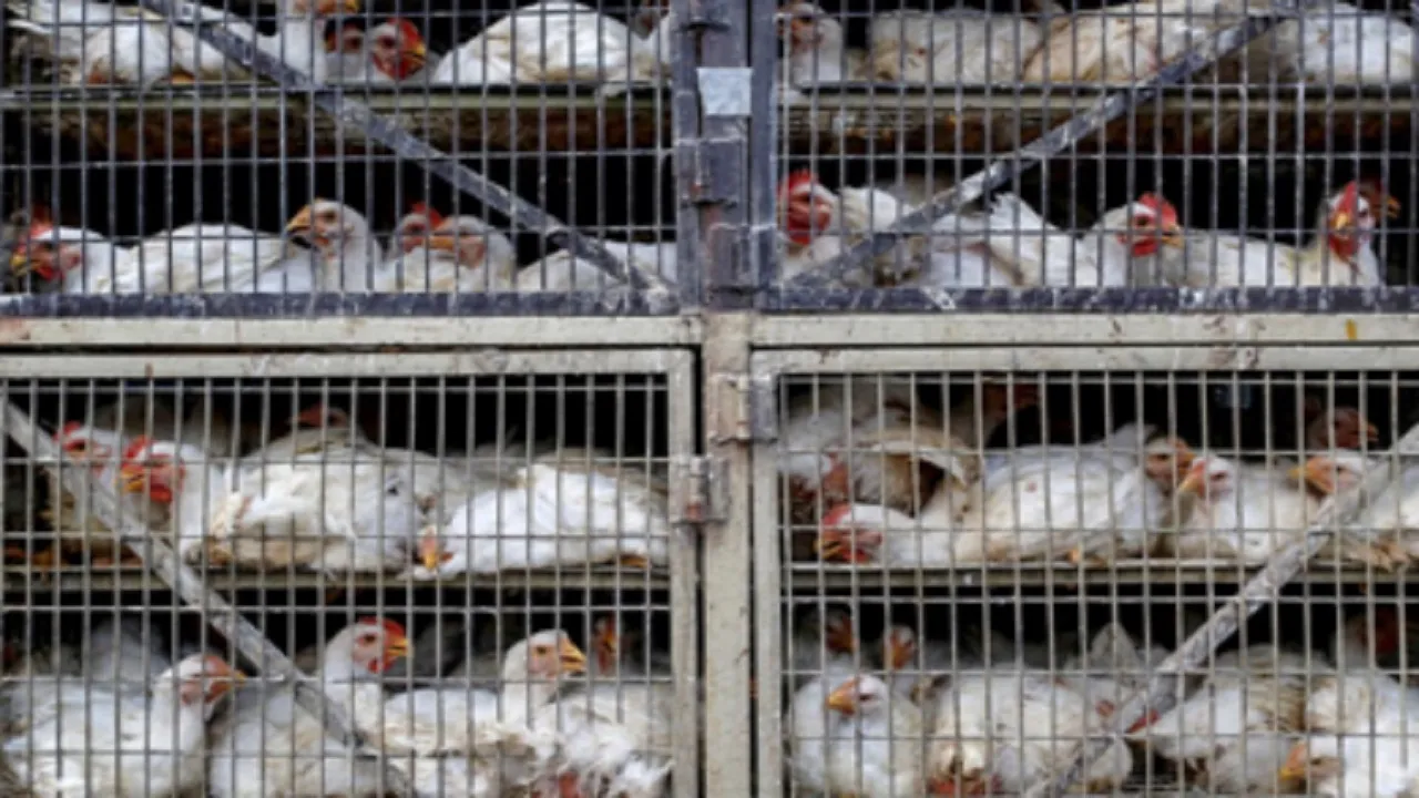 chicken market in indore