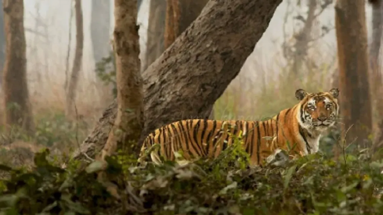Tigress