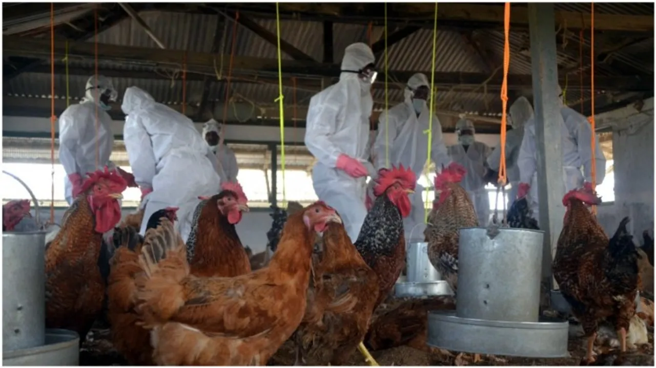 bird flu