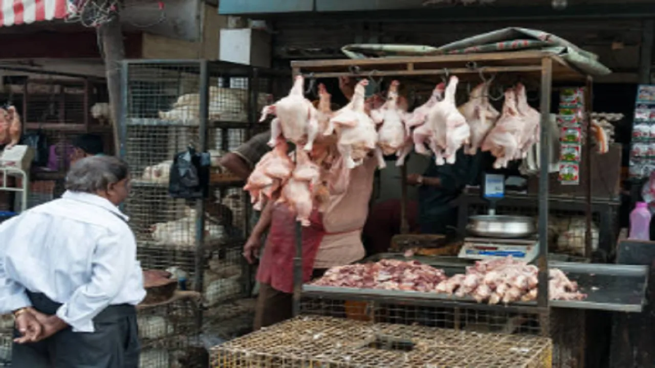 Bird Flu