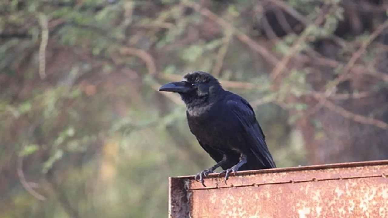 Bird flu reaches 18 districts of Madhya Pradesh