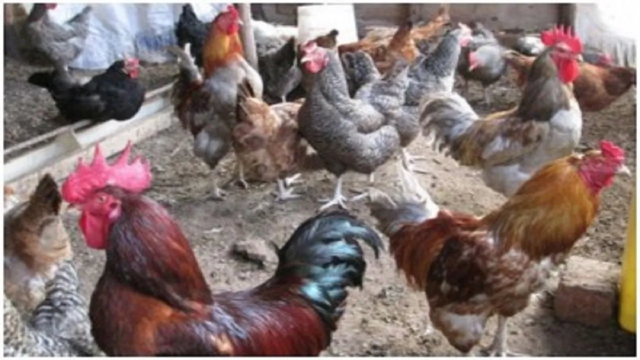 chicken