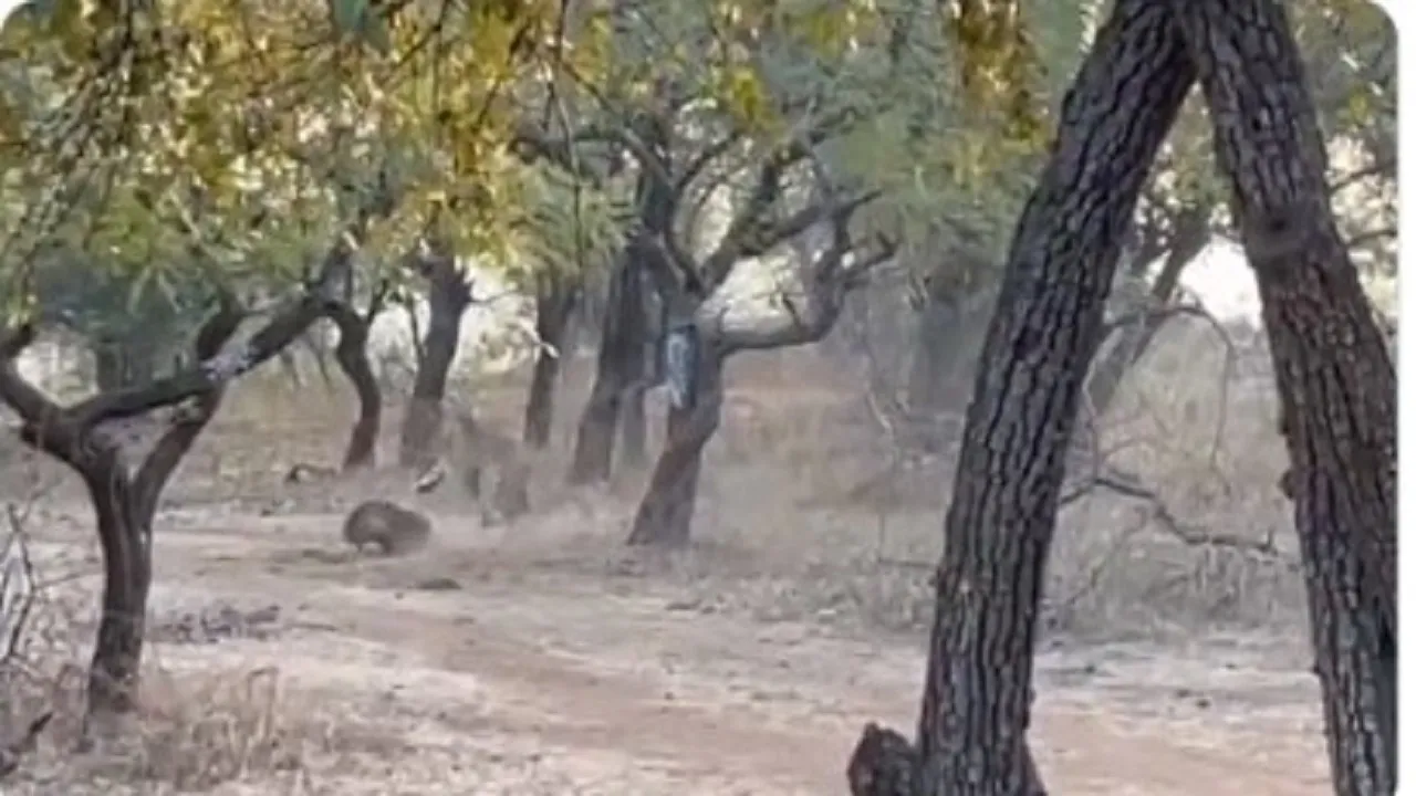 Stray Dog Fights With Lioness