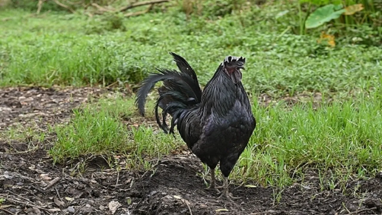 Shadow of bird flu on Kadaknath of Jhabua