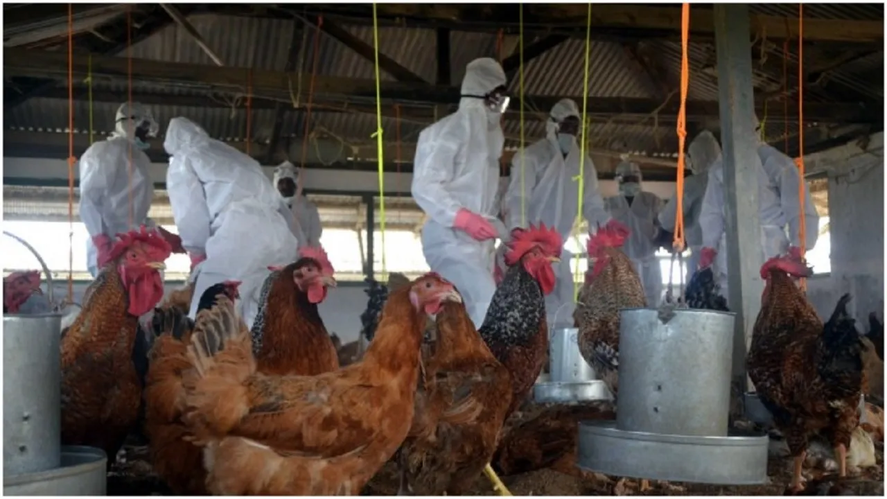 Bird Flu
