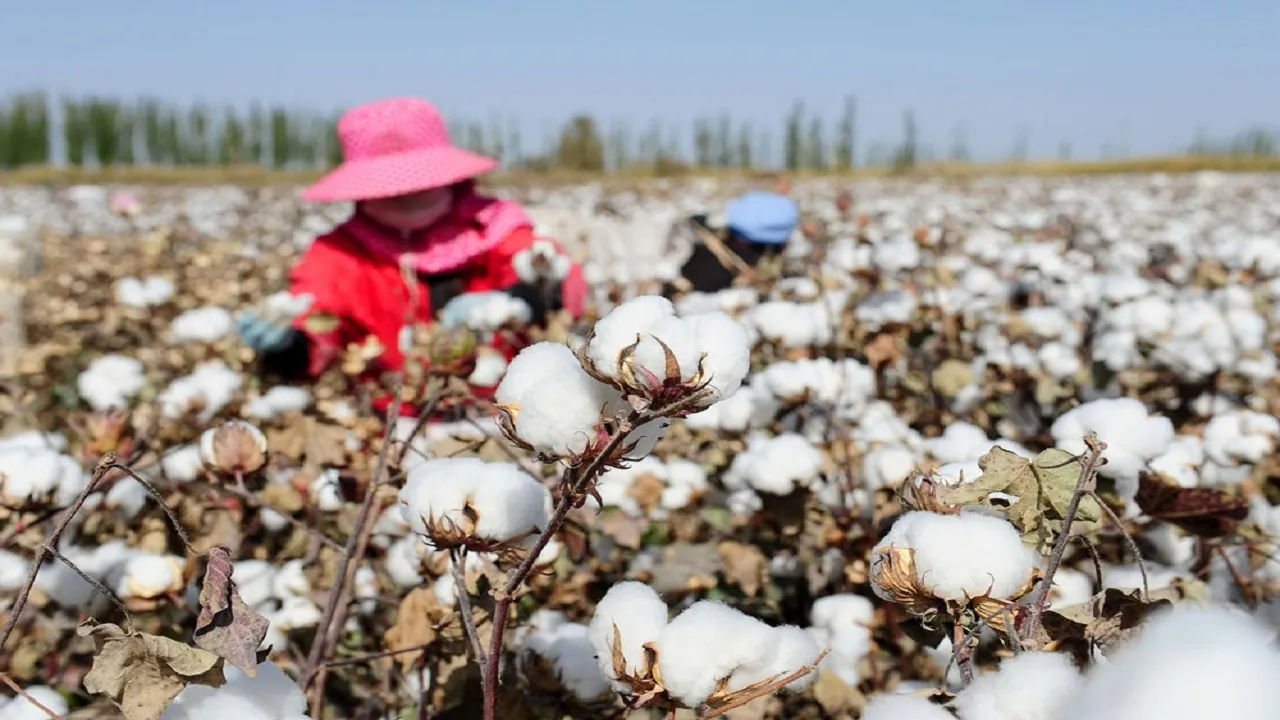 China Cotton
