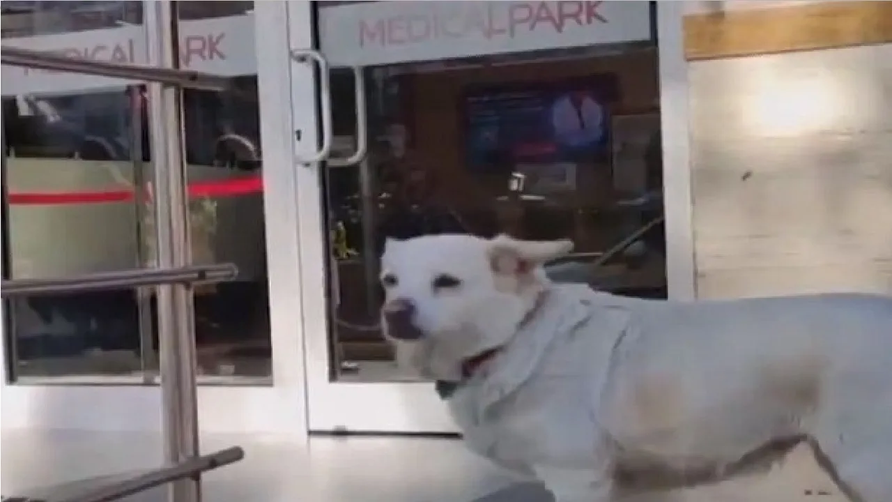 Dog sitting outside hospital for meet sick mistress in Turkey