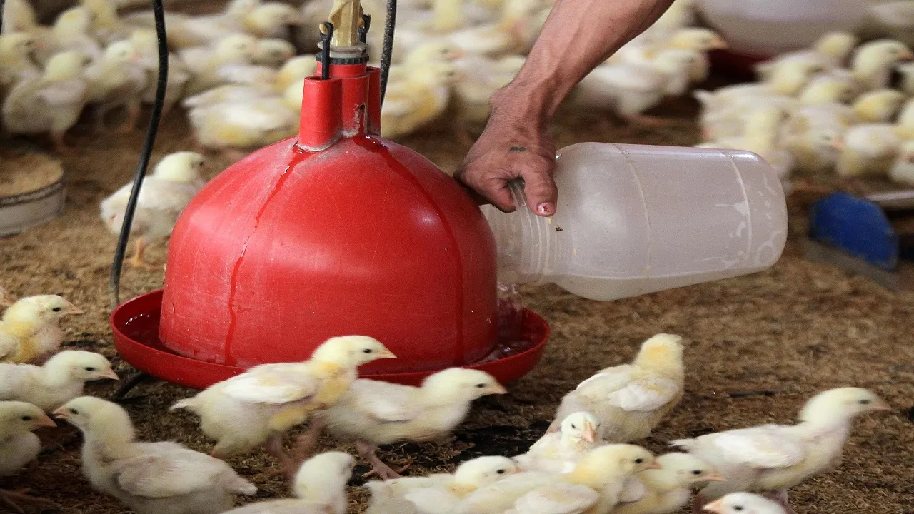 Poultry Products
