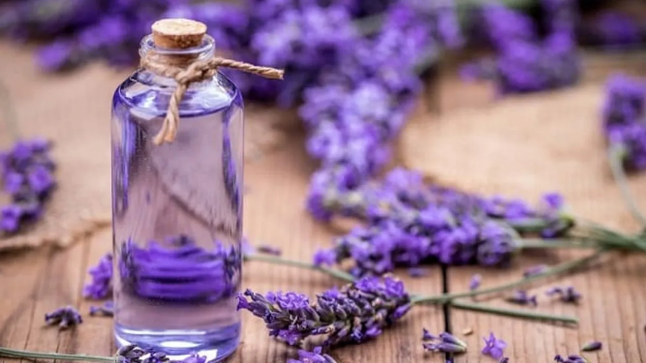 lavendra oil