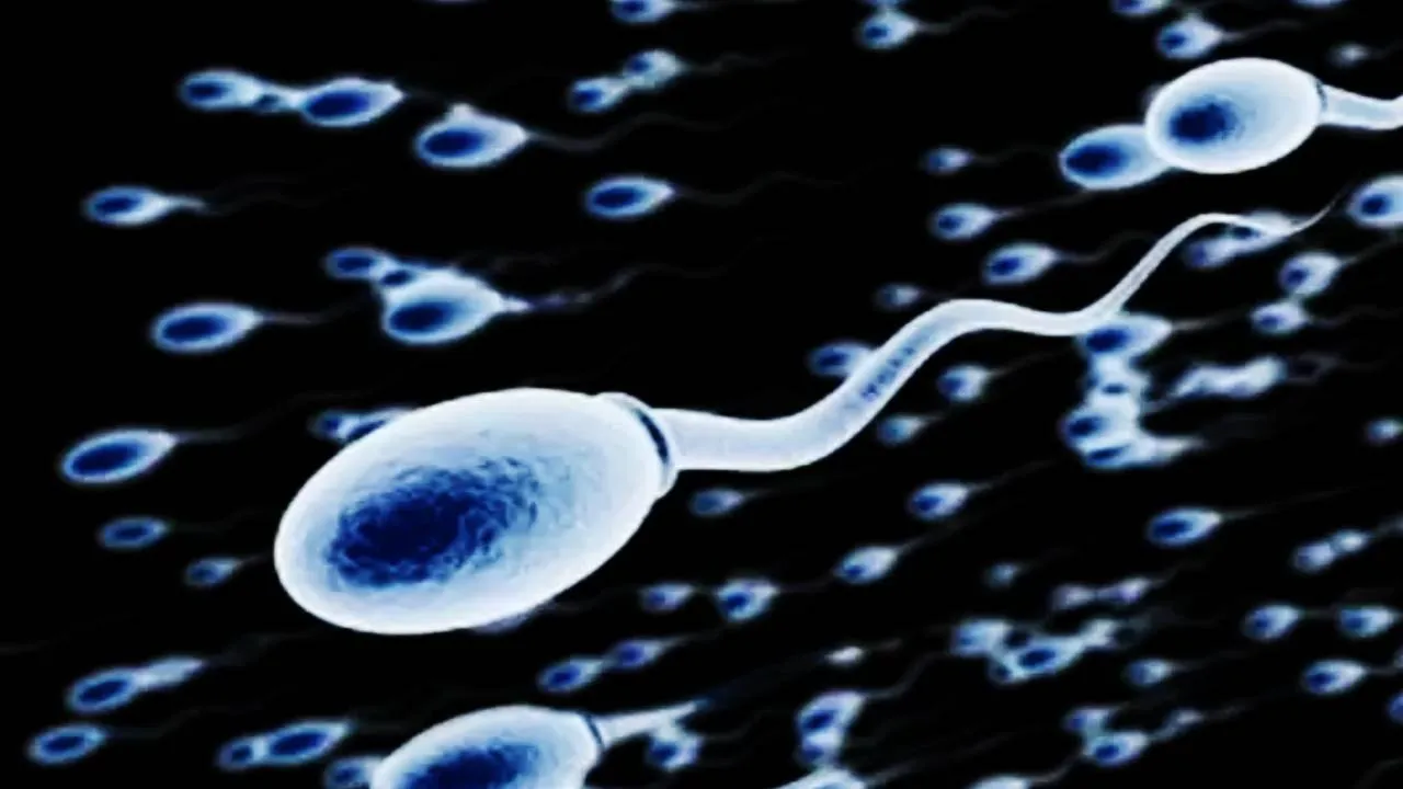 sperms