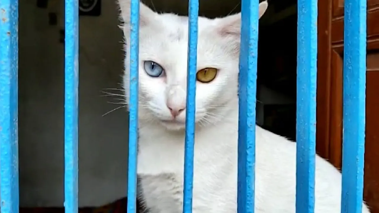 cat