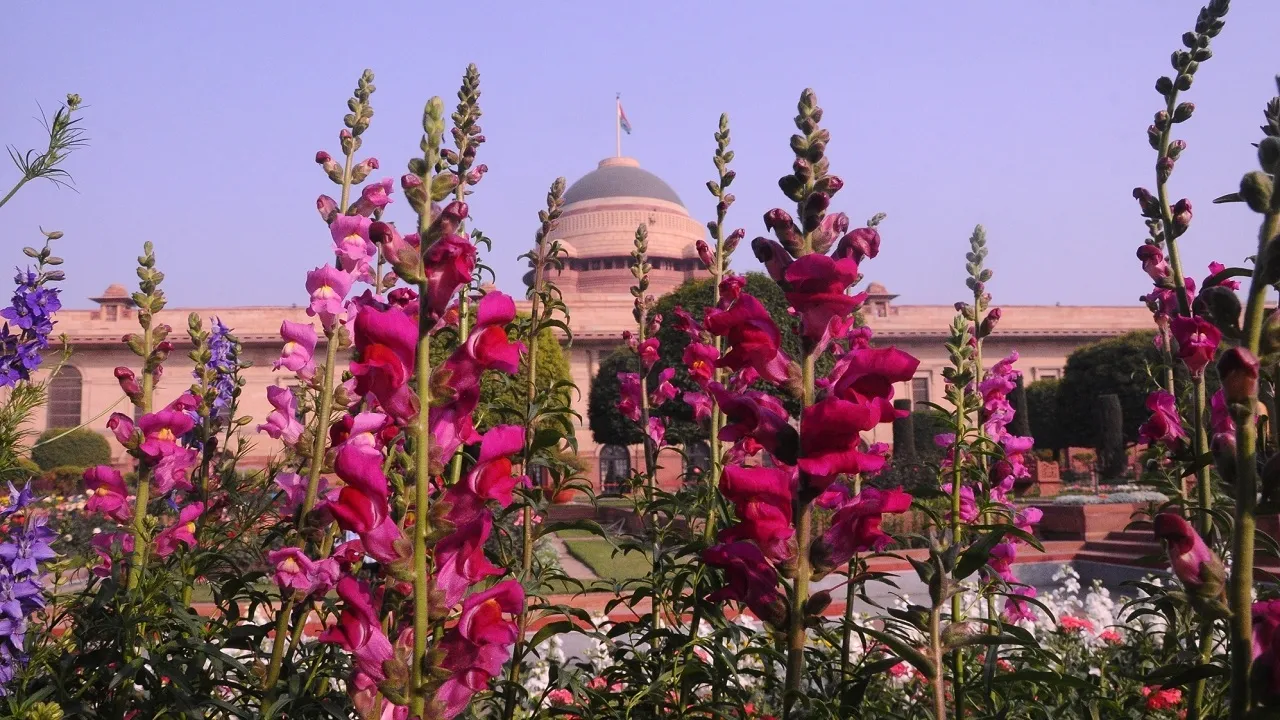 Mughal Garden 2021: 13 फरवरी से खुलेगा मुगल गार्डन, ये होंगे नियम
