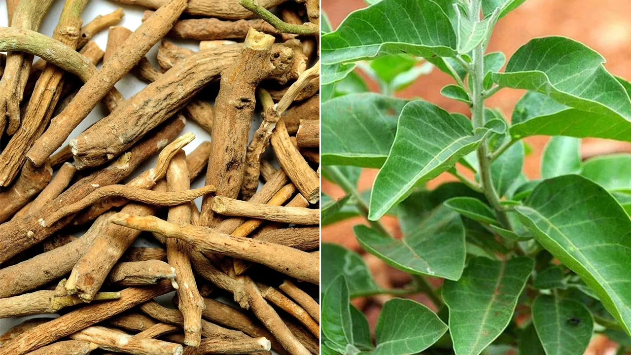 ashwagandha