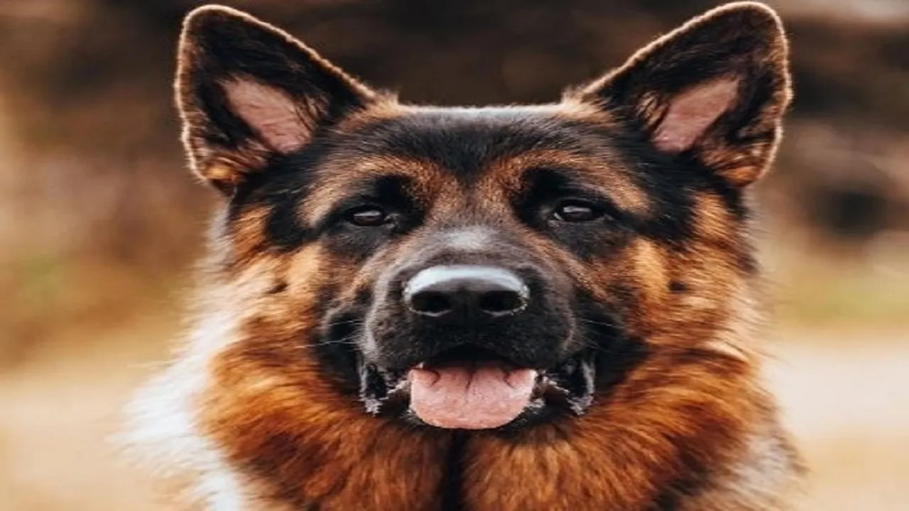Dogs