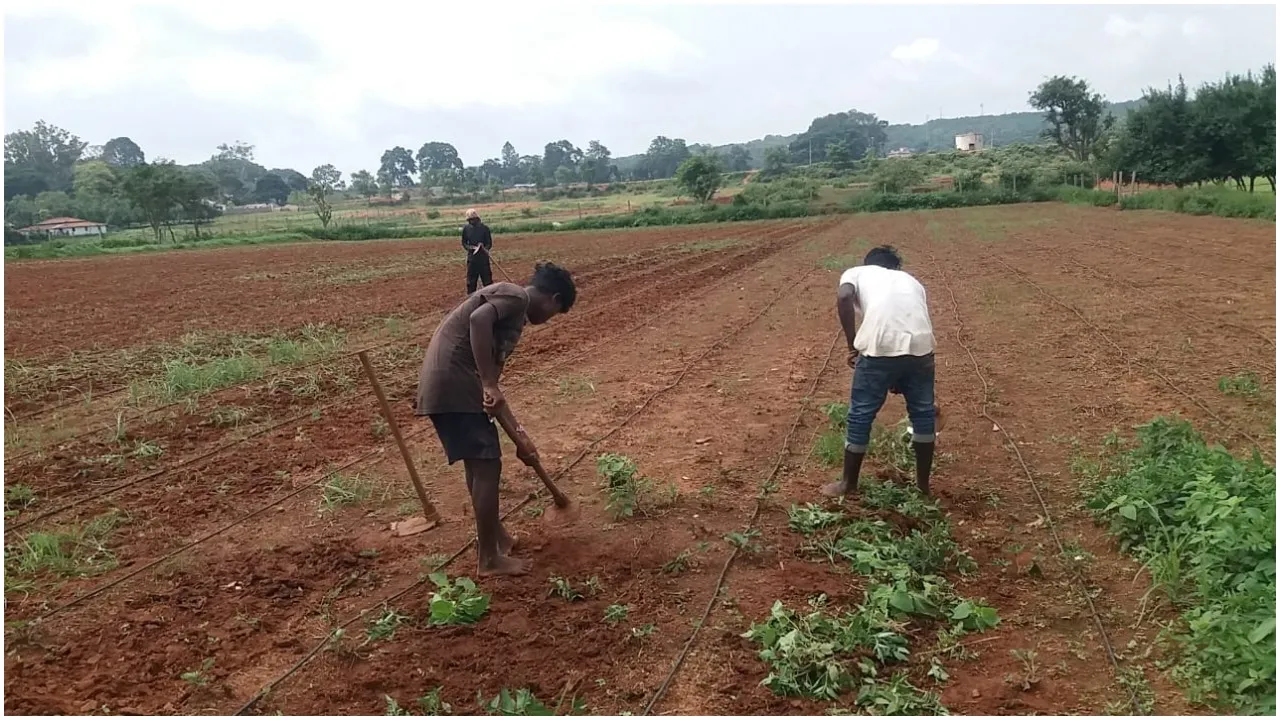 Farmers Growing Strawberry In Netarhat, Jharkhand