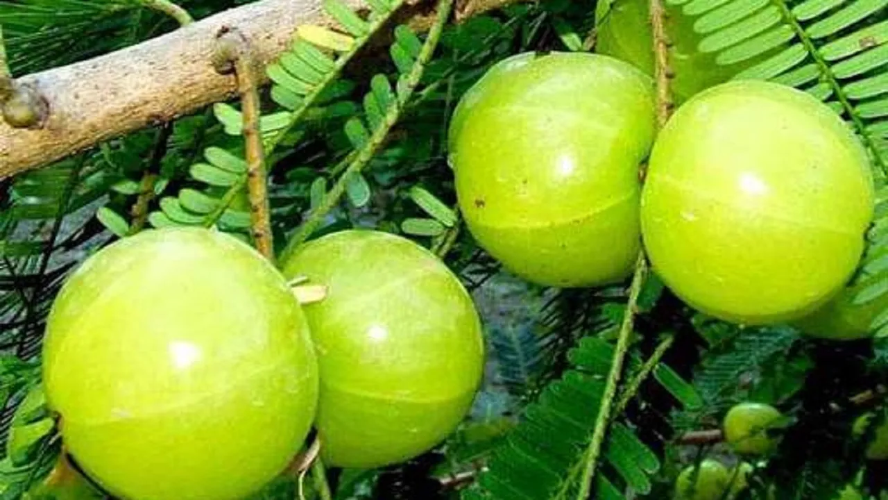 कई रोगों का रामबाण इलाज है आंवला, इन समस्याओं में देता है जबरदस्त लाभ