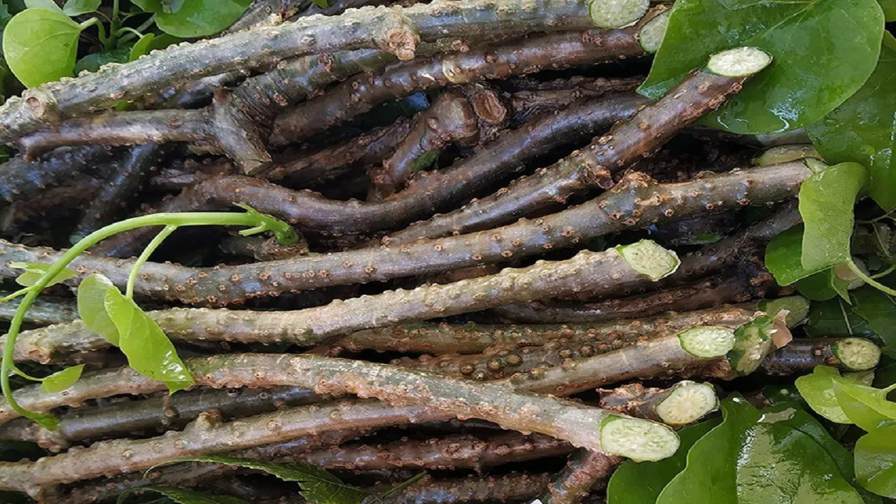 कई भयानक बीमारियों का इकलौता इलाज है गिलोय, जानें क्या हैं इसके फायदे